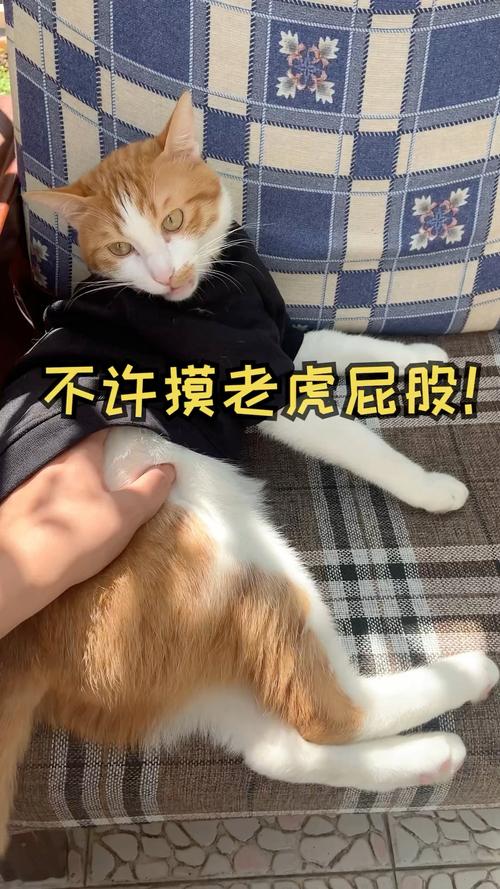 2025澳门天天开好彩大全开奖结果是多少和摸老虎屁股遭扑咬与摸老虎屁股遭扑咬视频