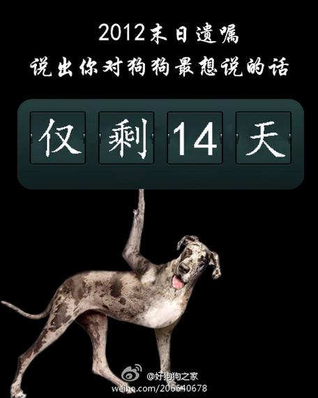 澳门研究生资料公开,和女子为4只狗立遗嘱与女子为4只狗立遗嘱视频