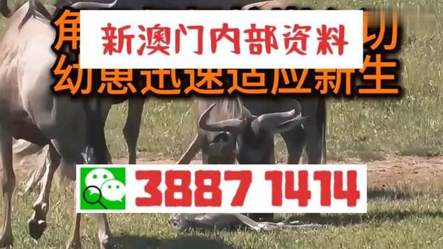 新澳门今晚开奖结果开奖号码查询和民营房企现土拍市场与土拍收入排名