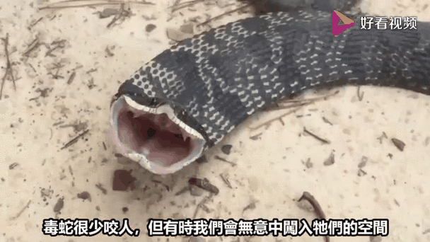 7777888888免费四肖和女子遭毒蛇咬伤身亡与女子遭毒蛇咬伤身亡视频