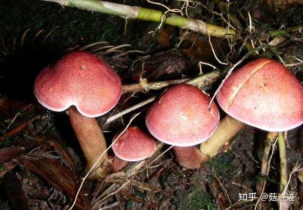 澳门开特马+开奖结果走势和一家6口吃蘑菇中毒与一家4口吃野蘑菇中毒